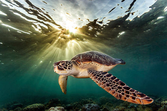 My Dive Buddy in Moalboal
